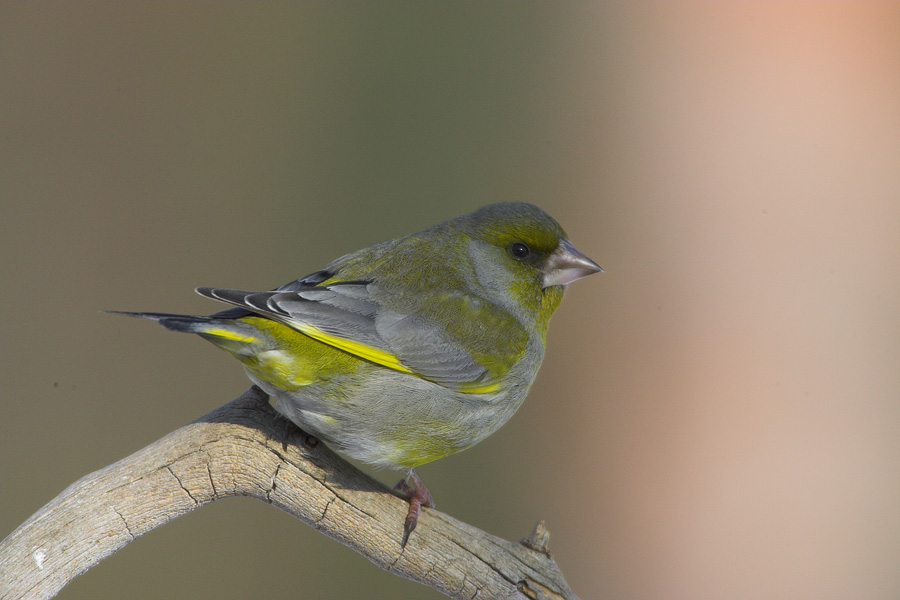 Greenfinch