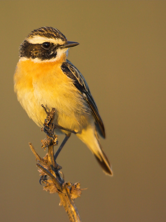 Whinchat's portrait