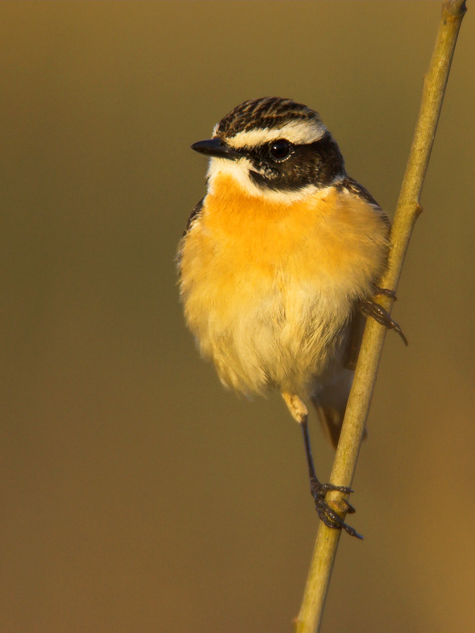 Whinchat