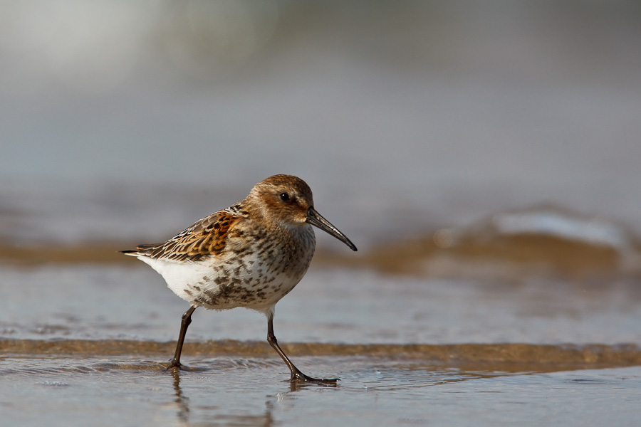 Dunlin