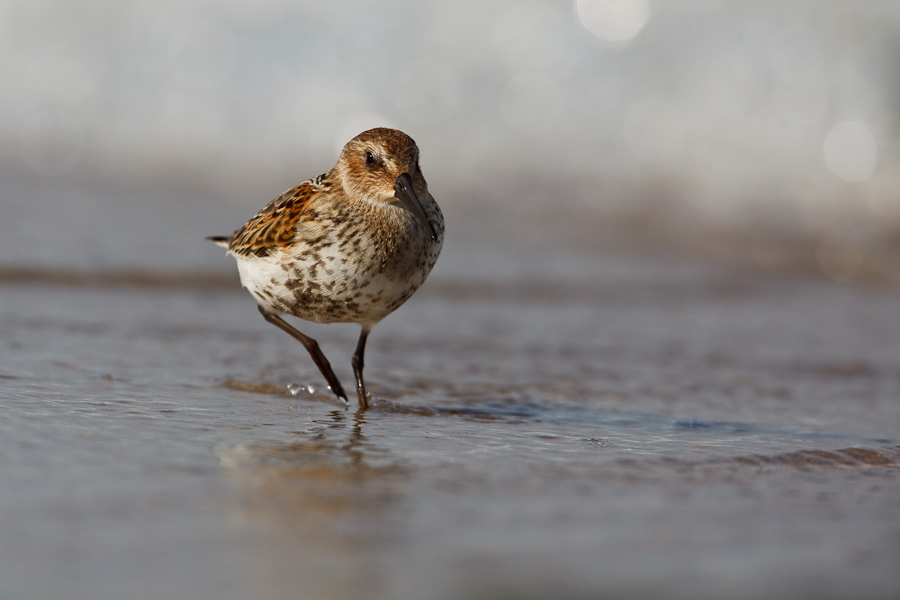 Dunlin