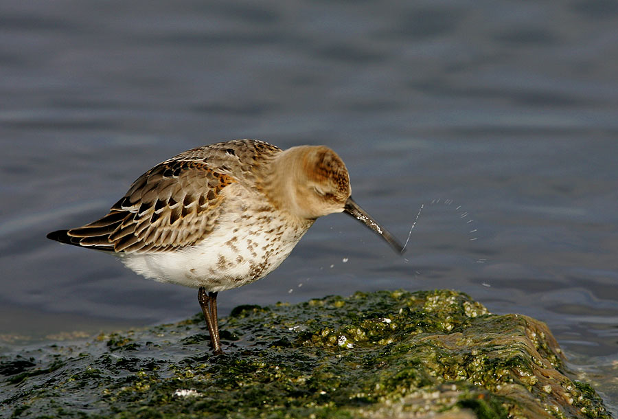 Dunlin