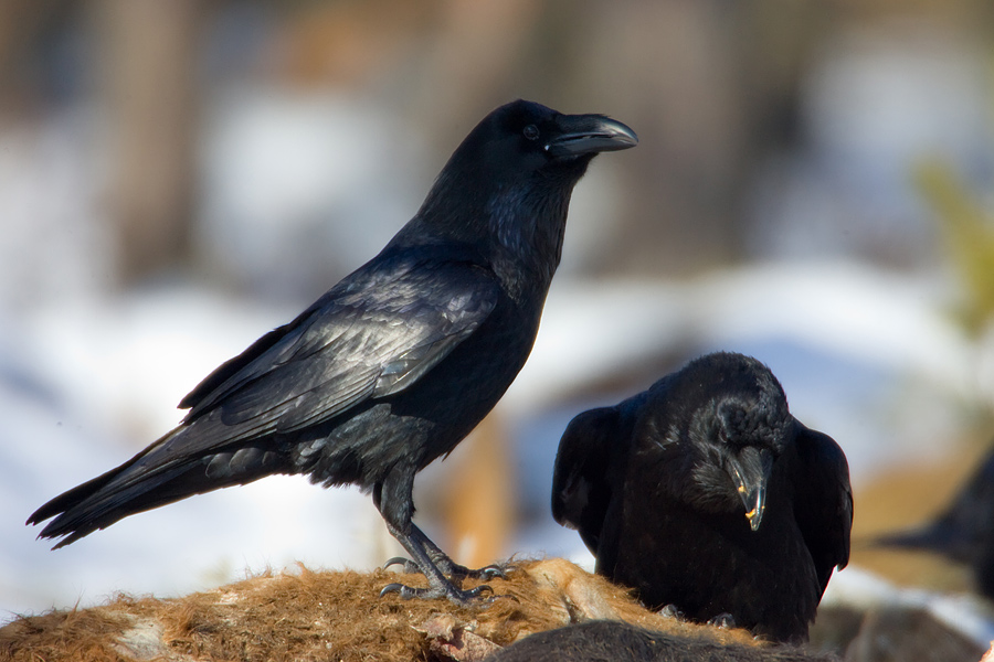 Ravens' meeting