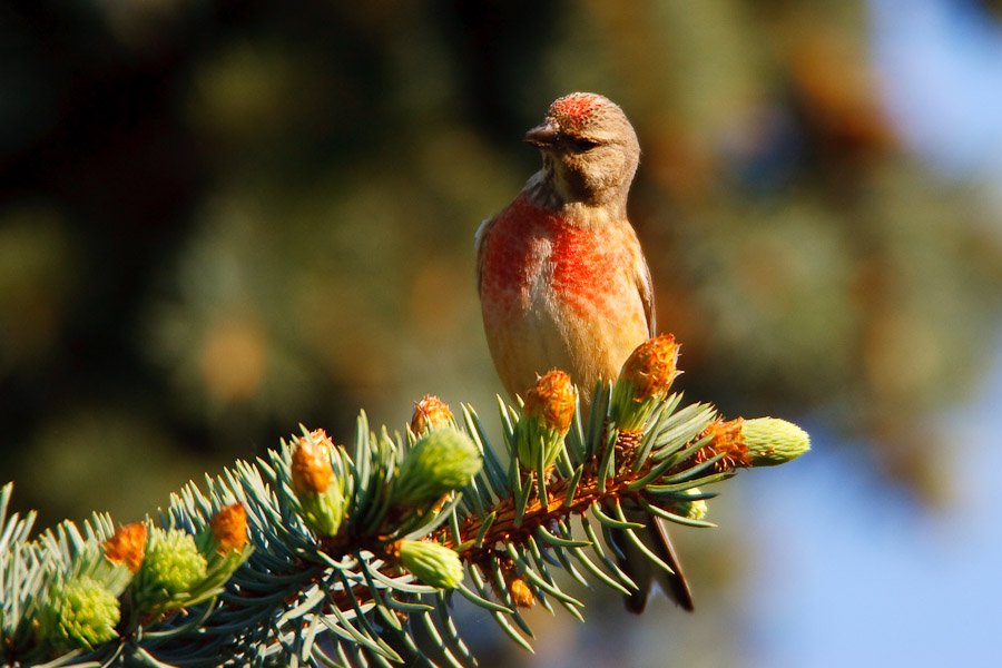 Linnet