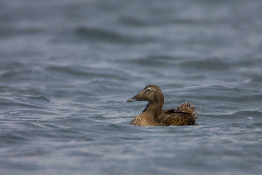 Eider