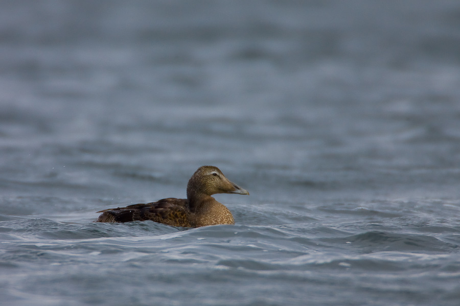 Eider