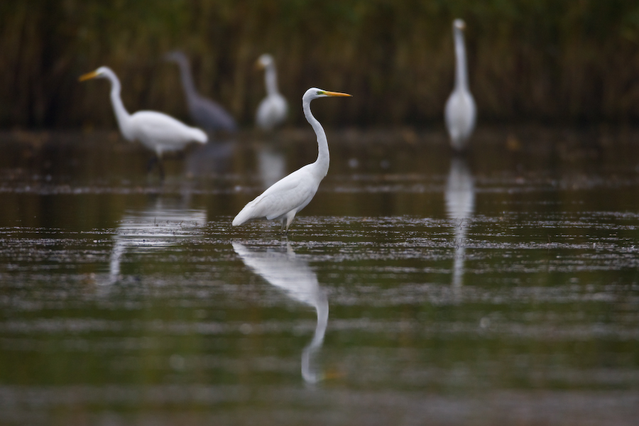 Great Egret