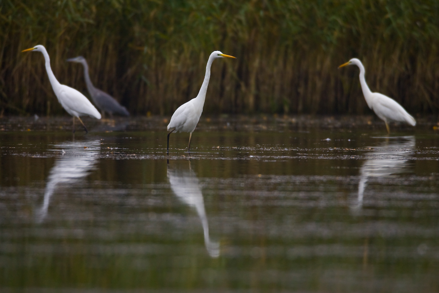 Great Egret