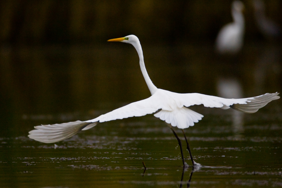 Great Egret