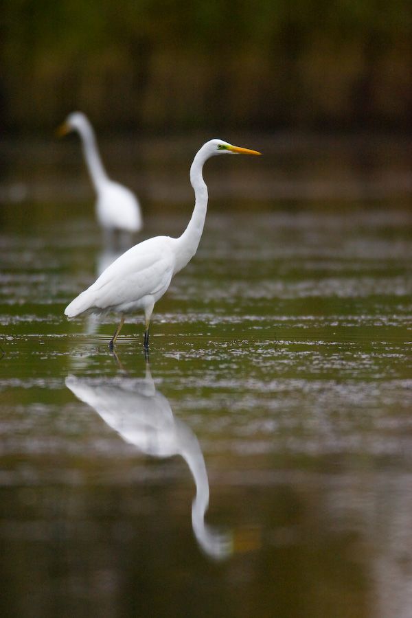 Great Egret