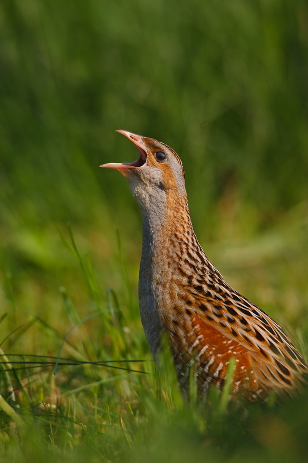 Corncrake