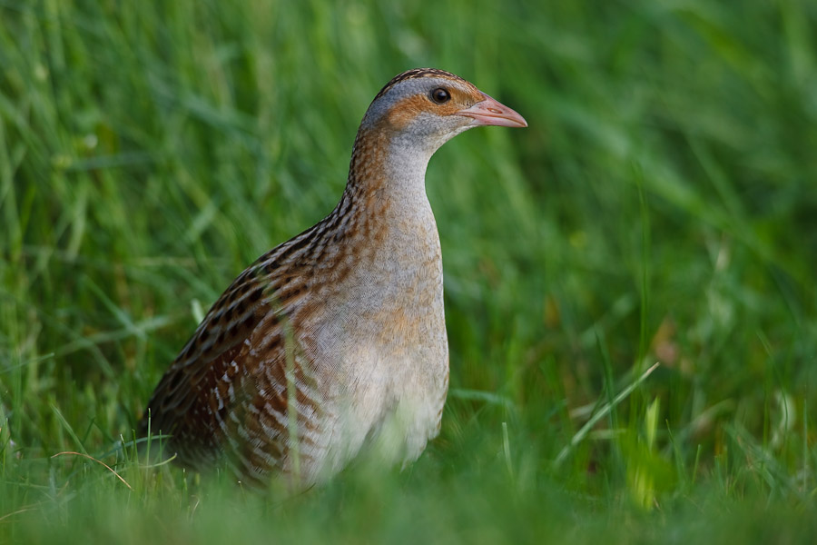 Corncrake