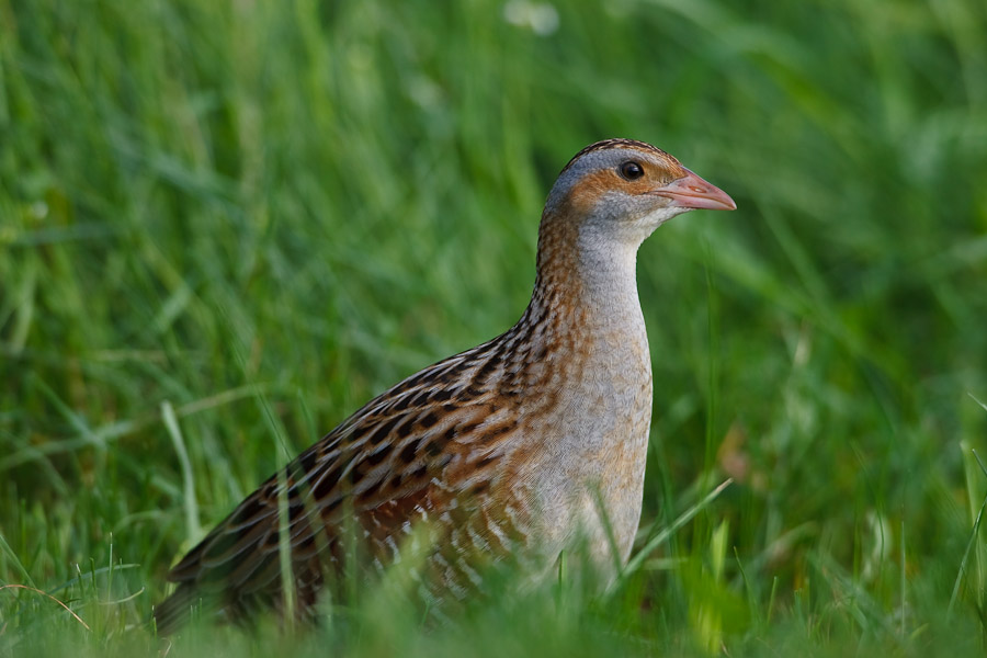 Corncrake