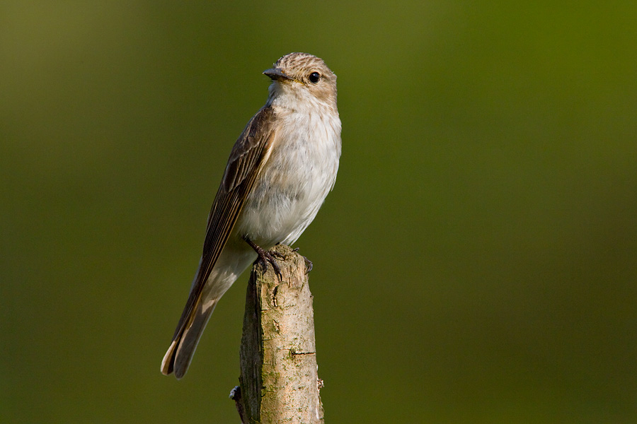 Spotted Flycatcher