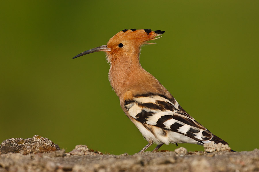 Hoopoe