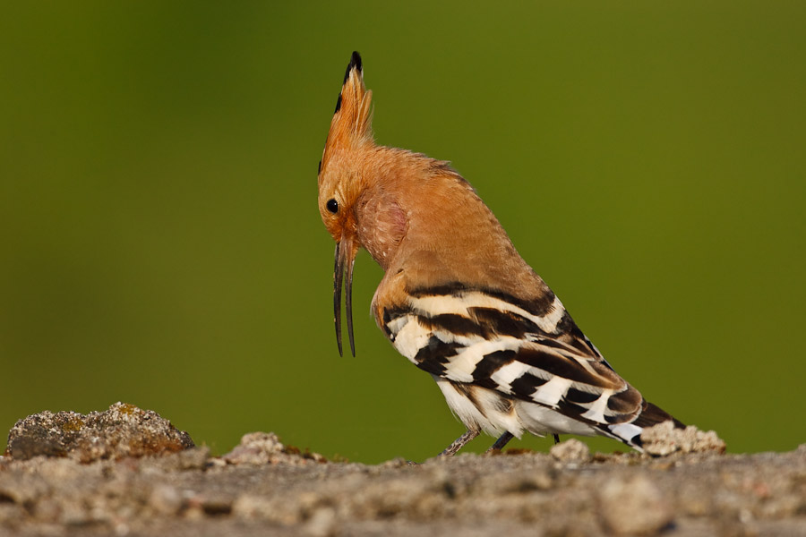 Hoopoe's display call