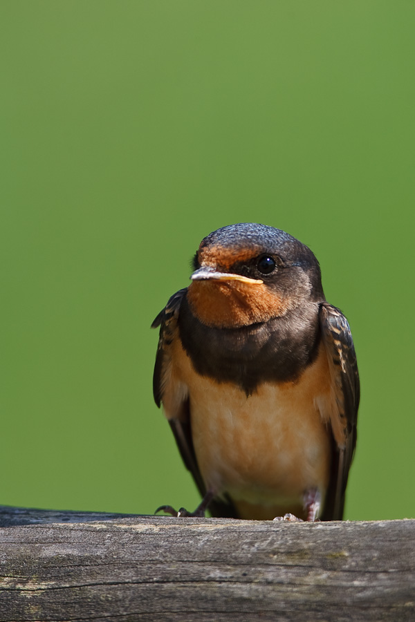 Barn Swallow