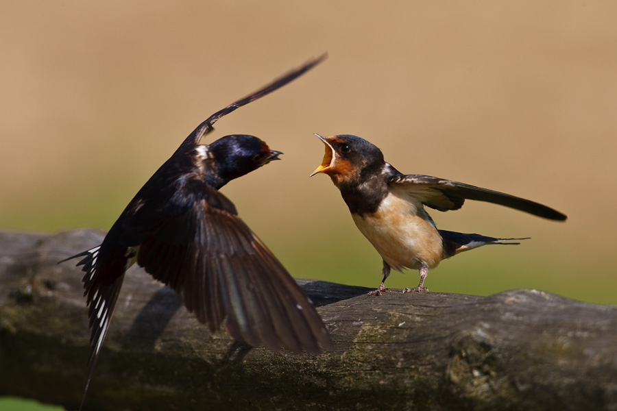 Barn Swallow