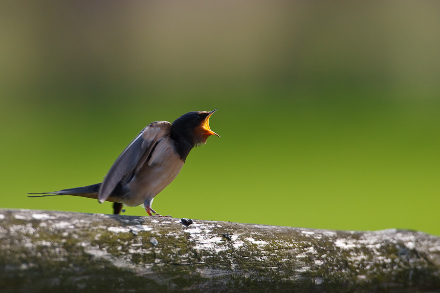 Barn Swallow