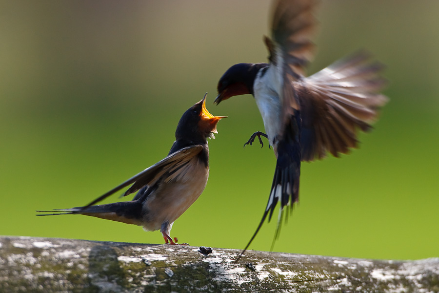 Barn Swallow