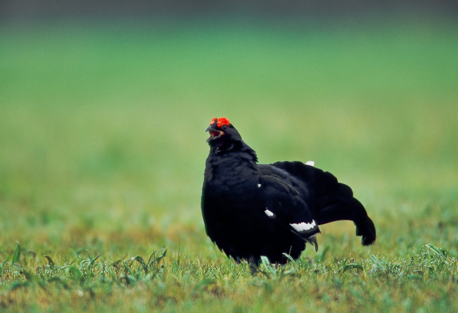 Black Grouse