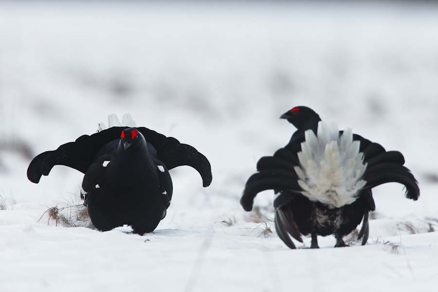 Black Grouse's fight