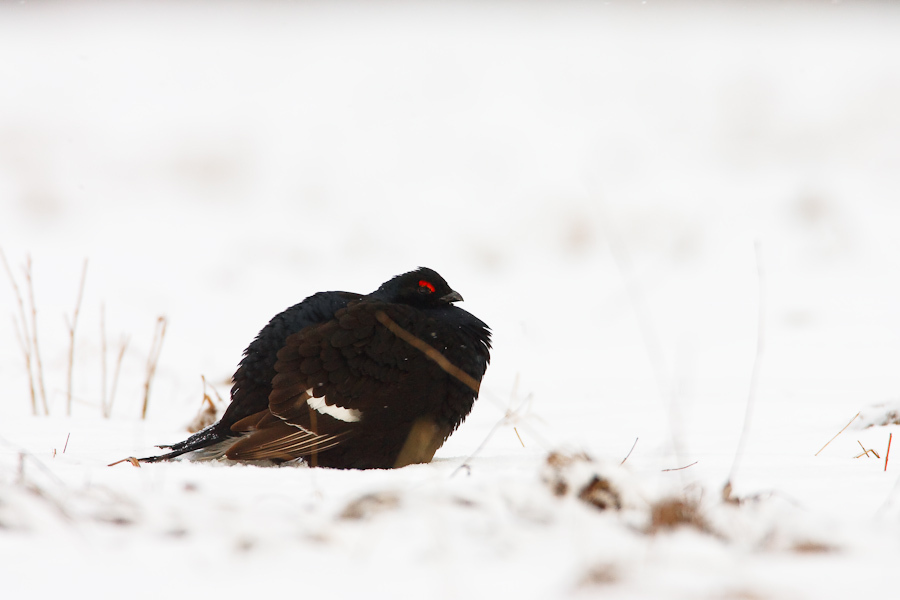 Black Grouse