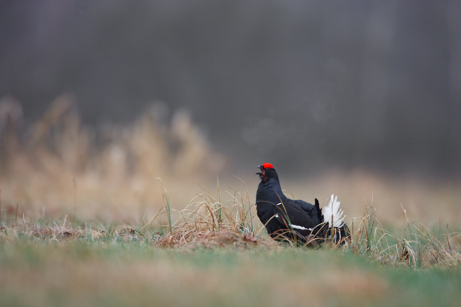 Black Grouse