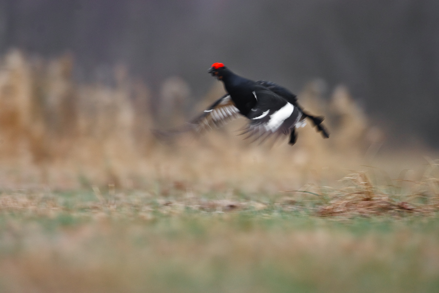 Black Grouse