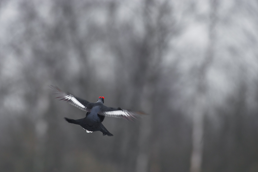 Black Grouse