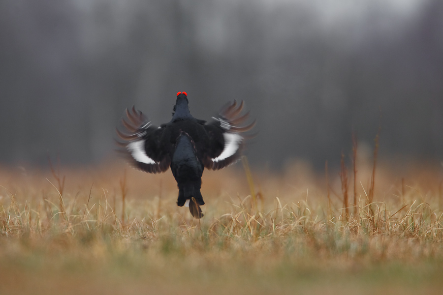 Black Grouse