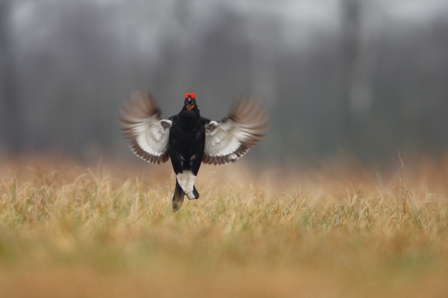 Black Grouse