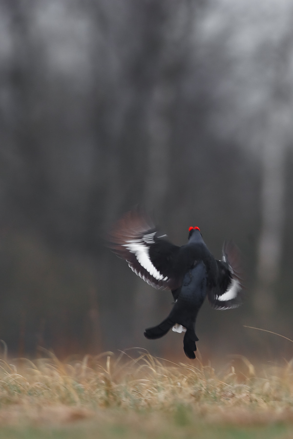 Black Grouse