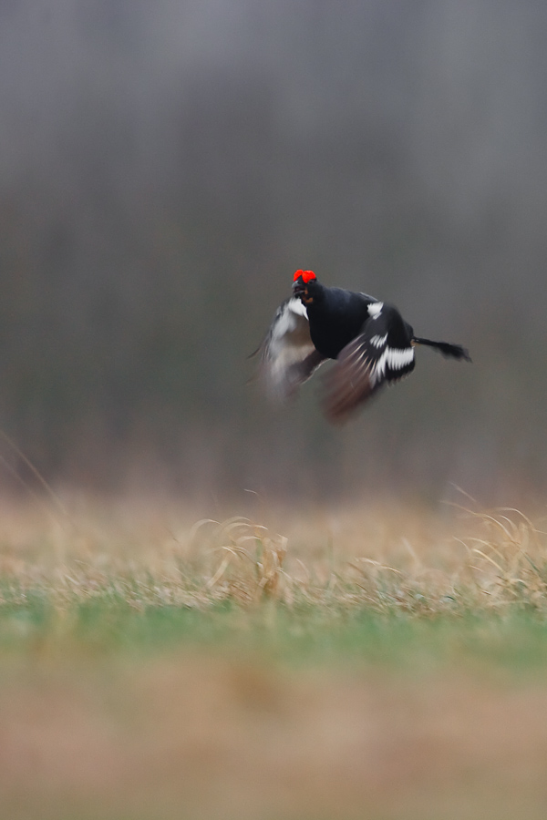 Black Grouse