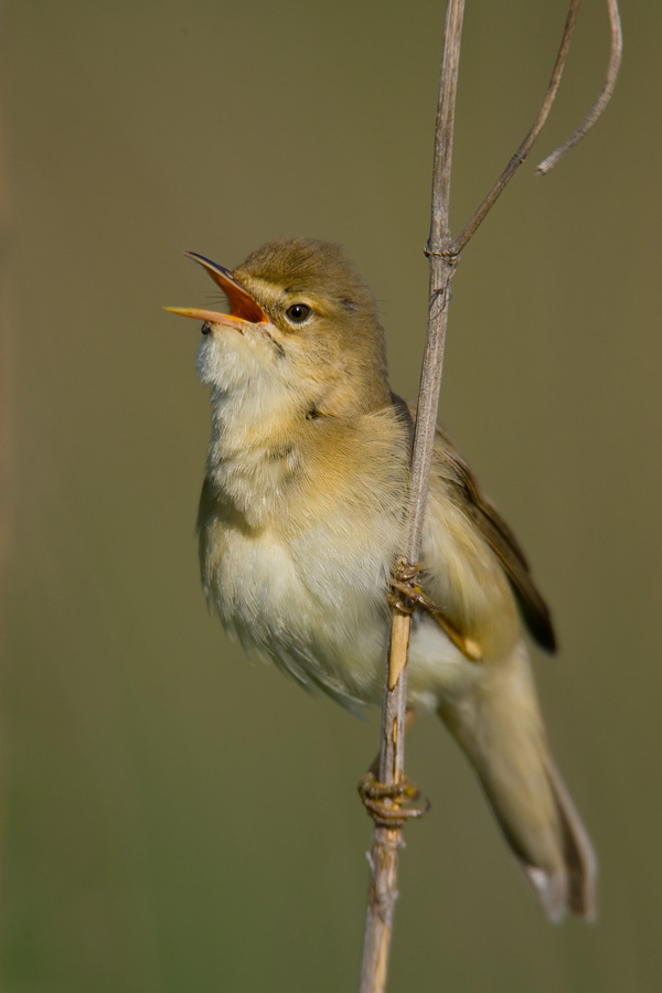 Marsh Warbler