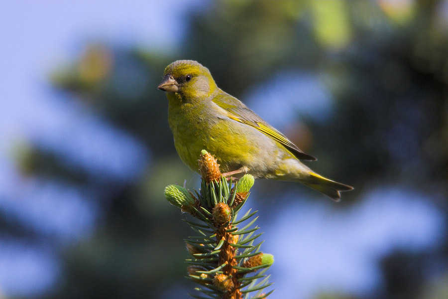 Greenfinch