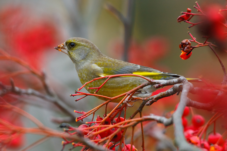 Greenfinch