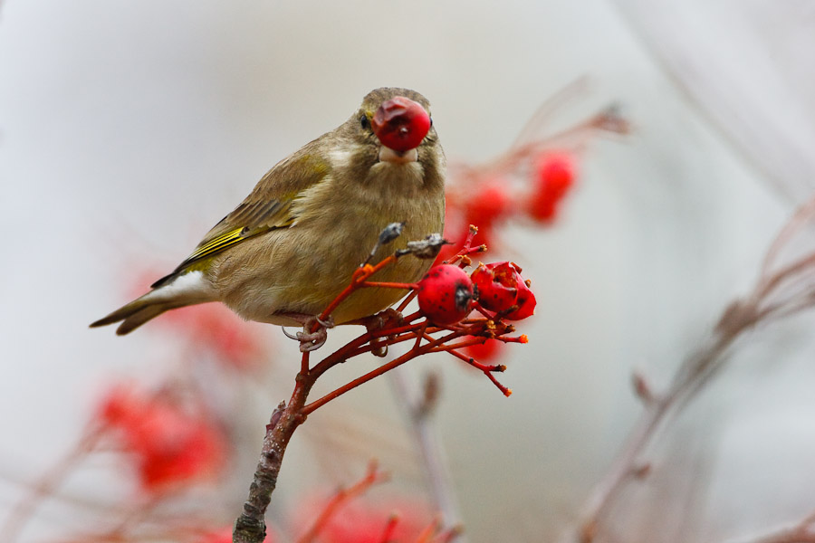 Greenfinch