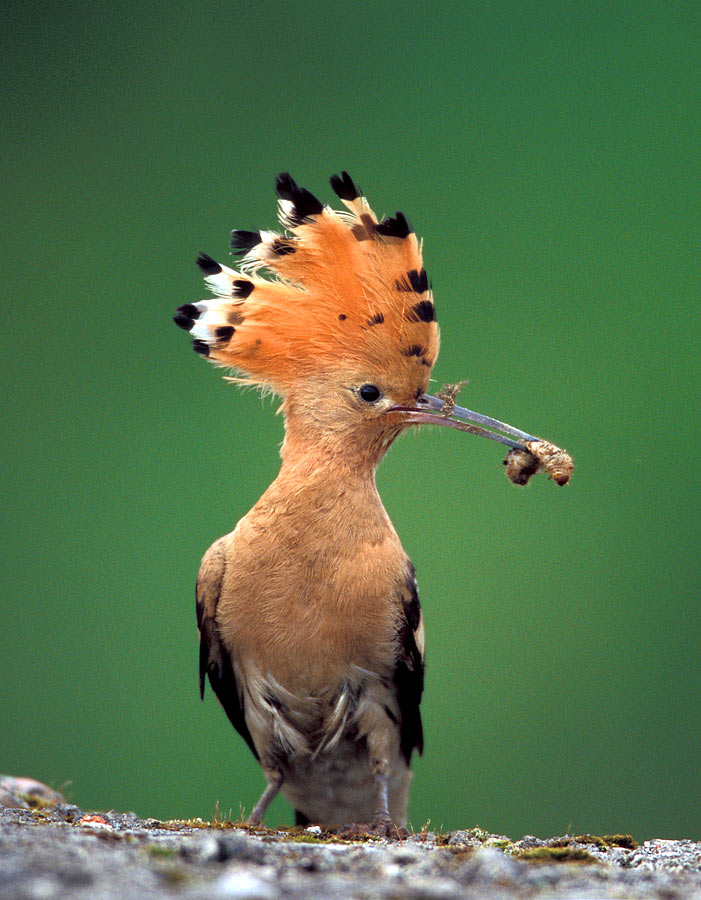 Hoopoe