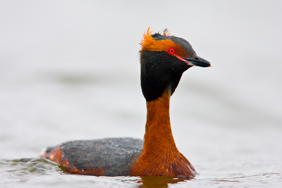 Horned Grebe