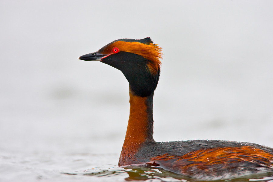 Horned Grebe