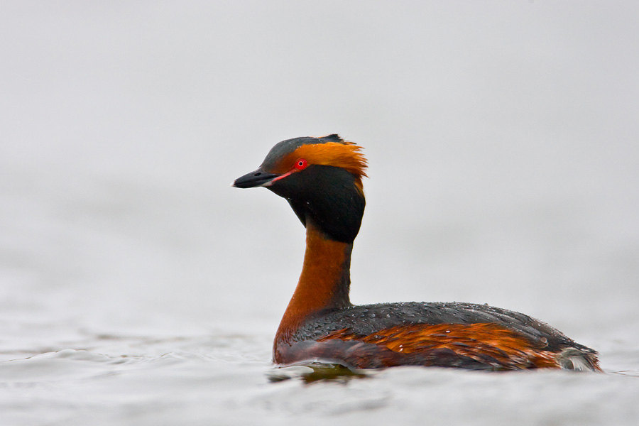 Horned Grebe