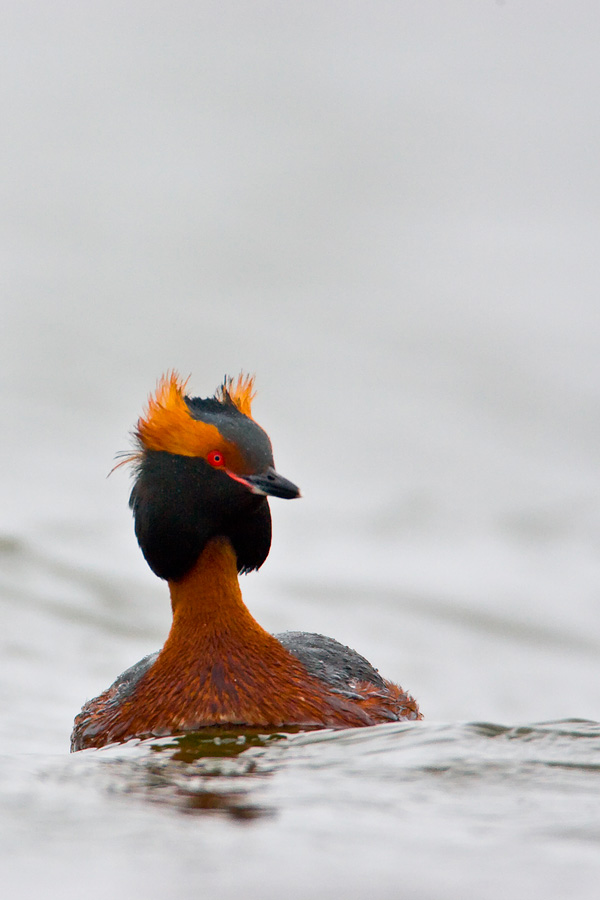 Horned Grebe