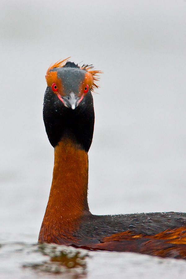 Horned Grebe