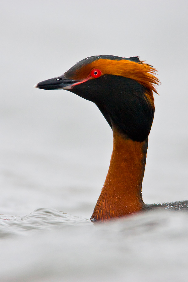 Horned Grebe