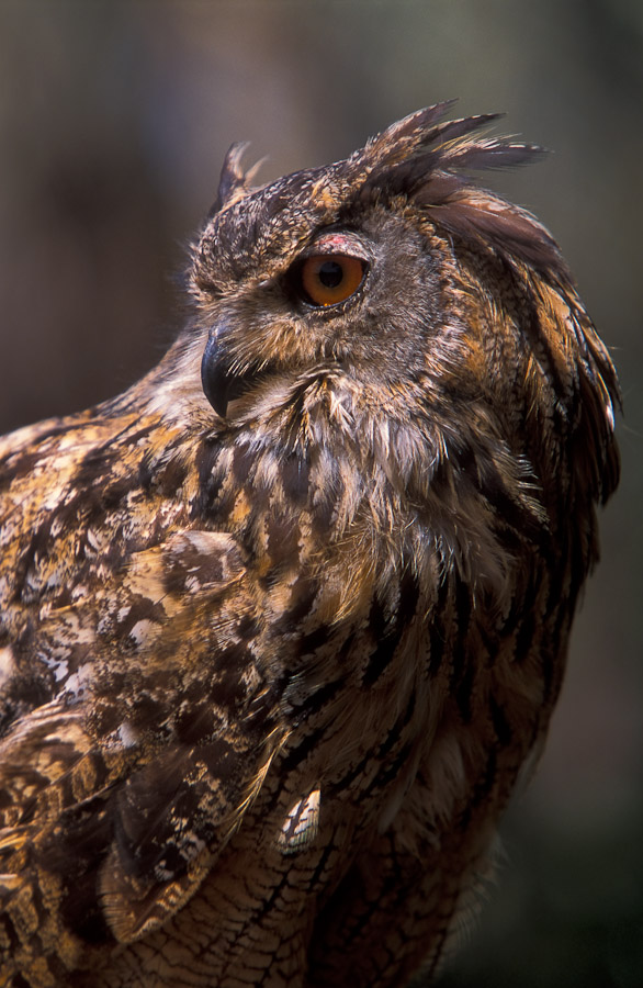 Eagle Owl