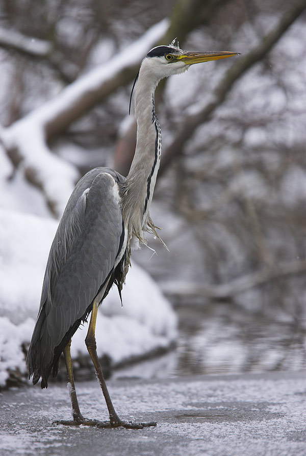 Grey Heron