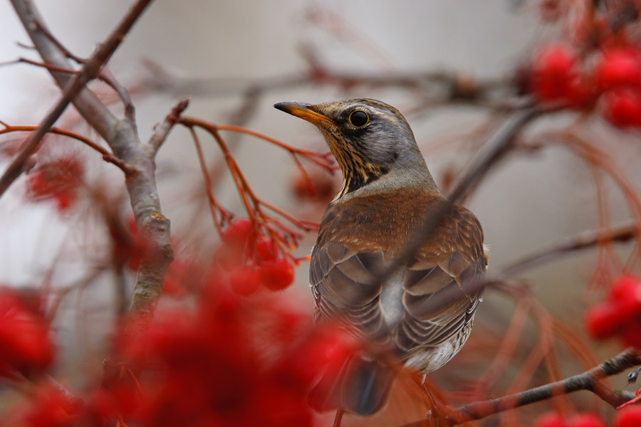 Fieldfare