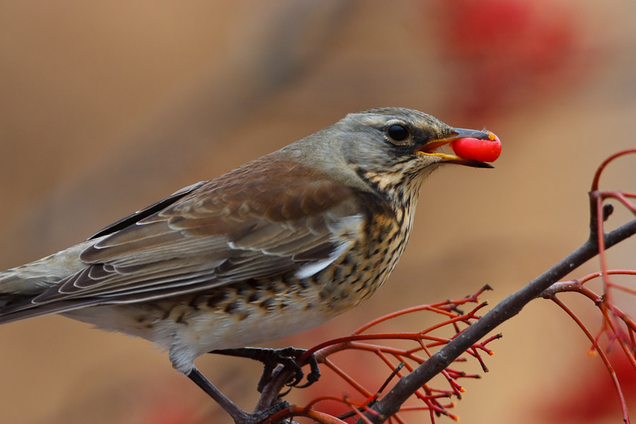 Fieldfare