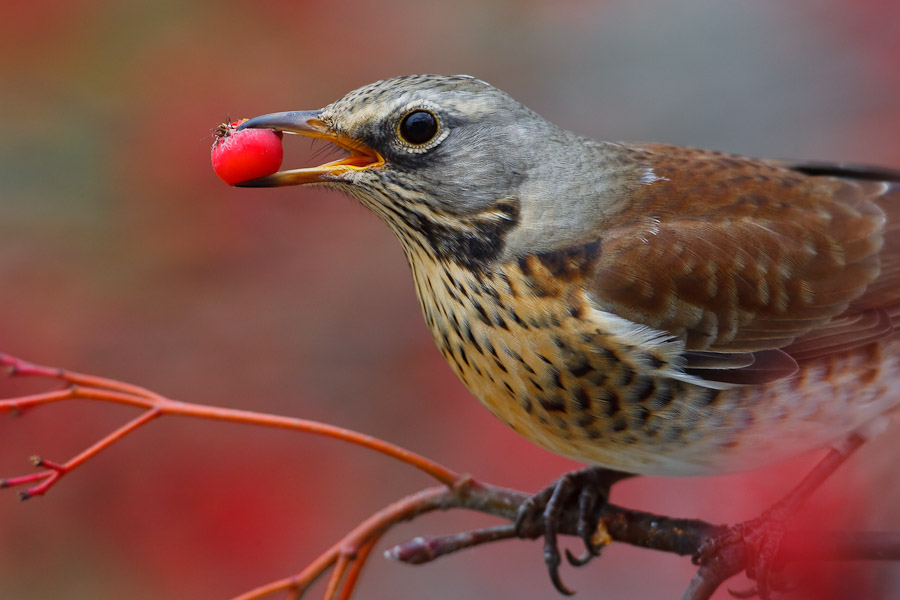 Fieldfare